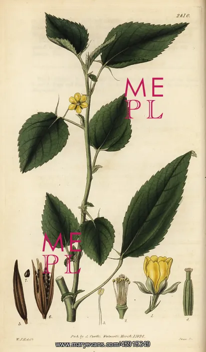 : Jew's mallow, Corchorus olitorius : Jew's mallow, Corchorus olitorius