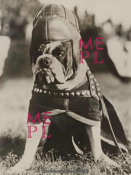: Jiggs, the famous mascot of the Quantico Marines : Jiggs, the famous mascot of the Quantico Marines