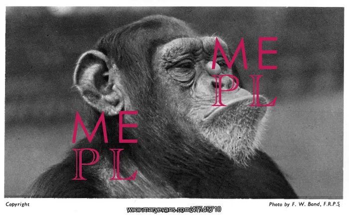 : Jimmy the Chimpanzee balancing a grape on his nose : Jimmy the Chimpanzee balancing a grape on his nose