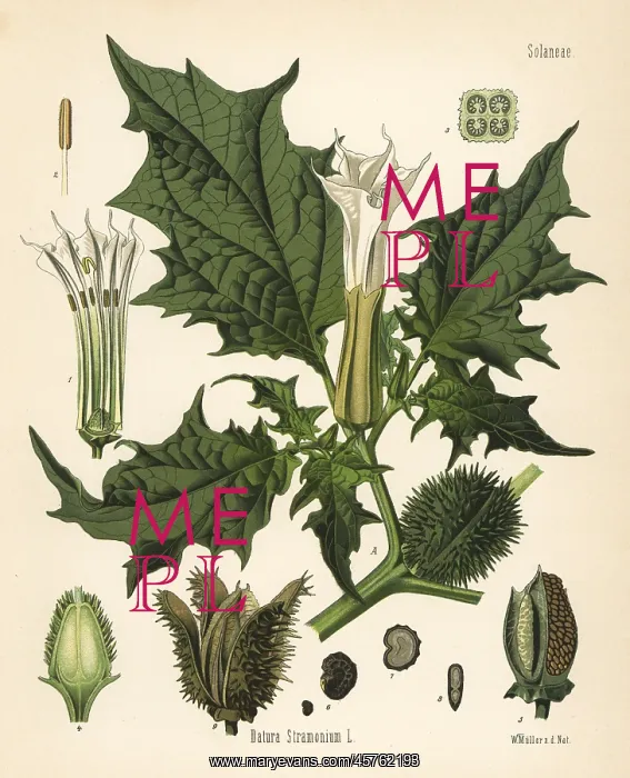 : Jimson weed, Datura stramonium : Jimson weed, Datura stramonium