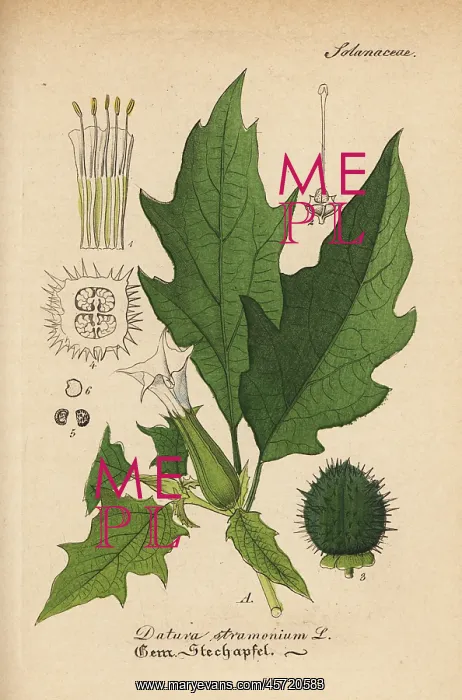 : Jimsonweed or Devil's snare, Datura stramonium : Jimsonweed or Devil's snare, Datura stramonium