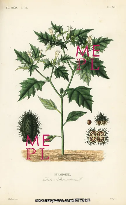 : Jimsonweed or devil's snare, Datura stramonium : Jimsonweed or devil's snare, Datura stramonium