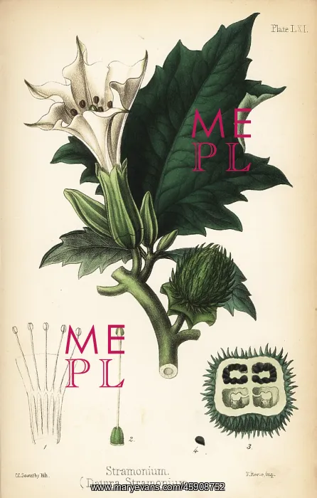 : Jimsonweed or devil's snare, Datura stramonium : Jimsonweed or devil's snare, Datura stramonium