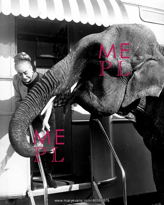  : Joan Crawford, American actress, with elephant