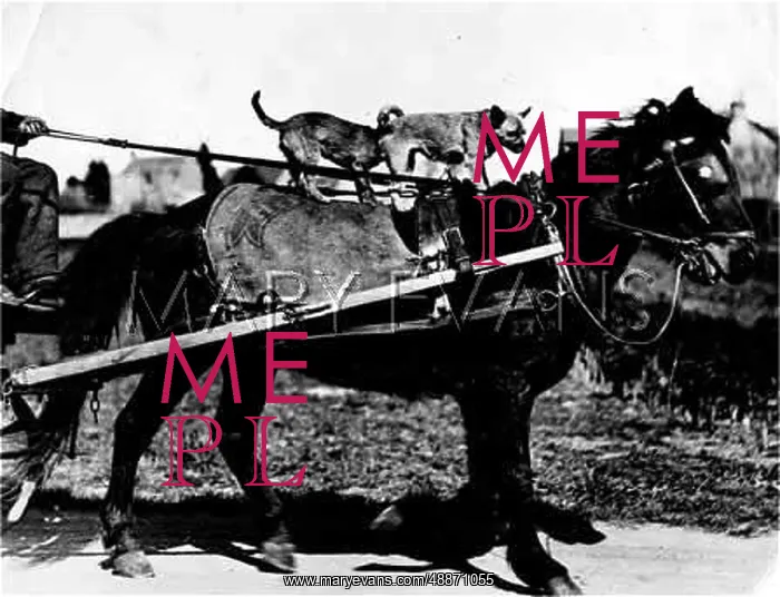 : JOCKEY DOGS 1933 : JOCKEY DOGS 1933