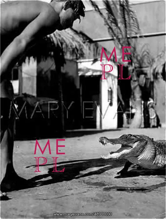 : JOE & THE ALLIGATOR : JOE & THE ALLIGATOR