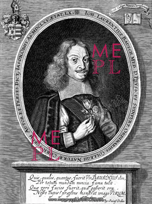 : JOHANN LAURENT BAUSCH : JOHANN LAURENT BAUSCH