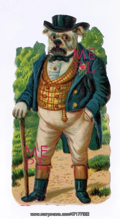  : John Bull-Dog