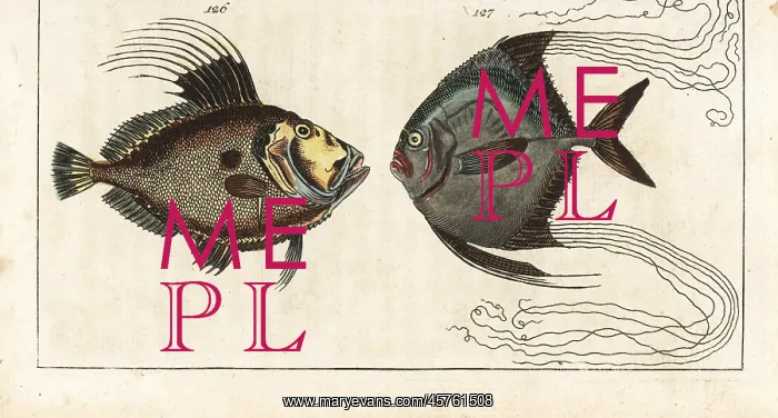 : John Dory and African pompano : John Dory and African pompano