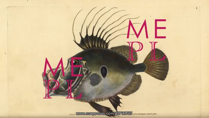 : John Dory or Doree, Zeus faber : John Dory or Doree, Zeus faber