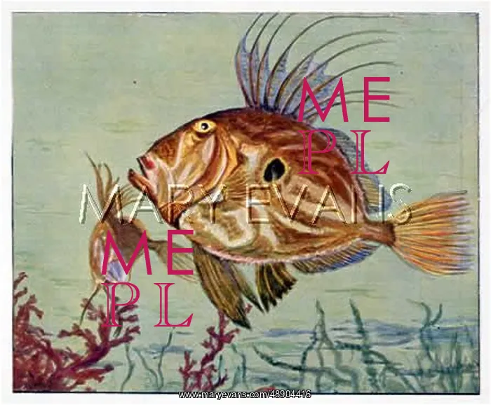  : JOHN DORY FISH