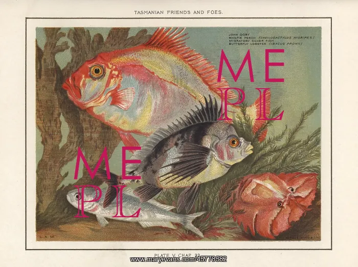 : John Dory, magpie perch, silver fish and butterfly lobster : John Dory, magpie perch, silver fish and butterfly lobster