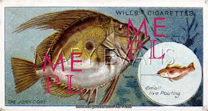 : JOHN DORY / WILL'S / 1910 : JOHN DORY / WILL'S / 1910