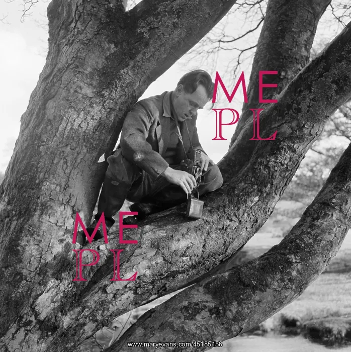 : John Gay. The photographer John Gay balancing in the forked branches of : John Gay. The photographer John Gay balancing in the forked branches of