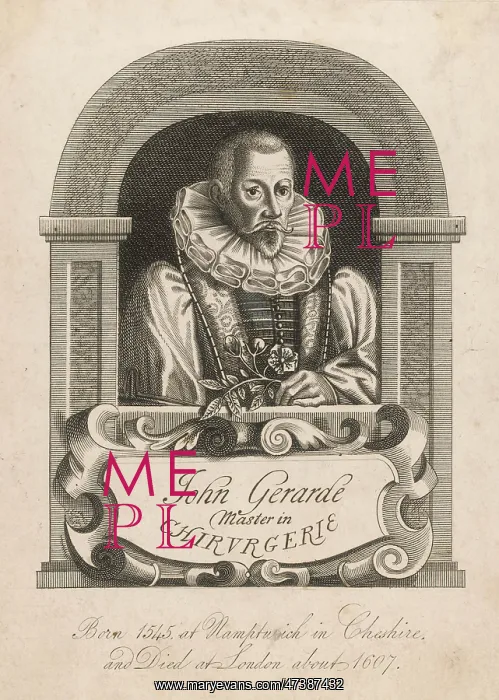 : John Gerard, Herbalist : John Gerard, Herbalist