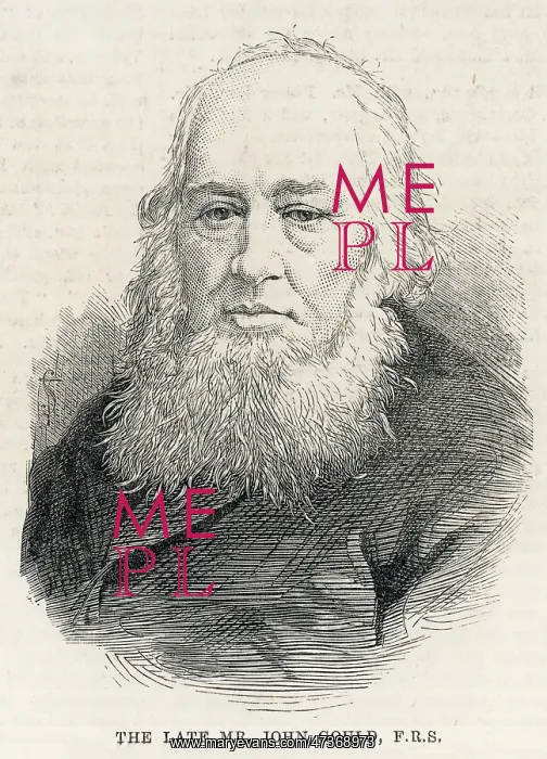 : JOHN GOULD : JOHN GOULD