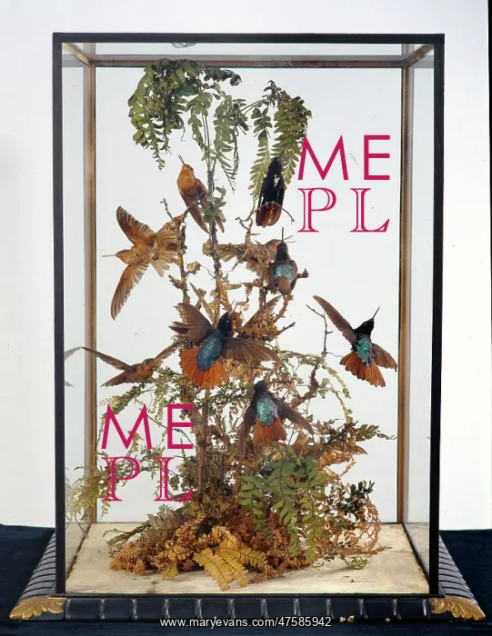 : John Gould's hummingbird cases : John Gould's hummingbird cases