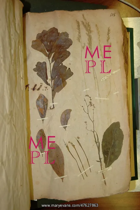 : John Lawson plant specimen : John Lawson plant specimen