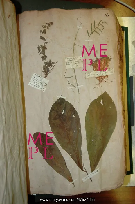 : John Lawson plant specimen : John Lawson plant specimen