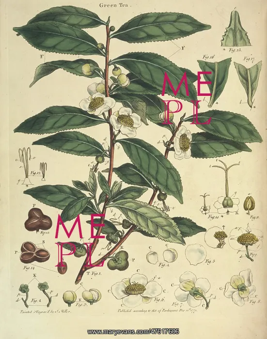 : John Lettsom's Natural History of the Tea Tree : John Lettsom's Natural History of the Tea Tree