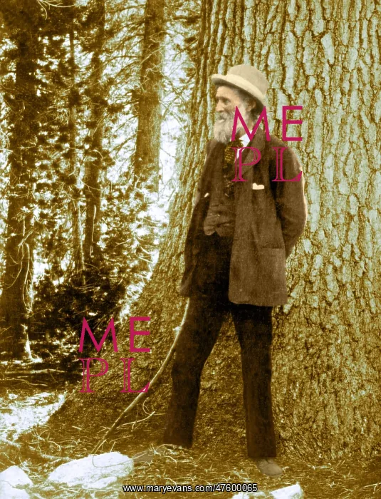 : John Muir, US naturalist and geologist : John Muir, US naturalist and geologist