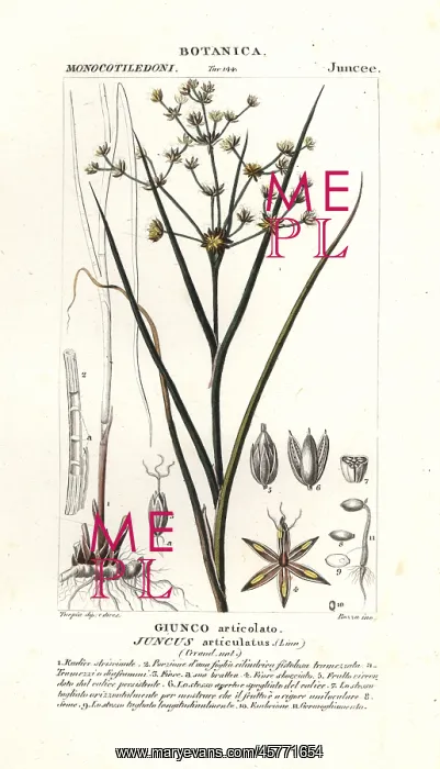 : Jointed rush, Juncus articulatus : Jointed rush, Juncus articulatus