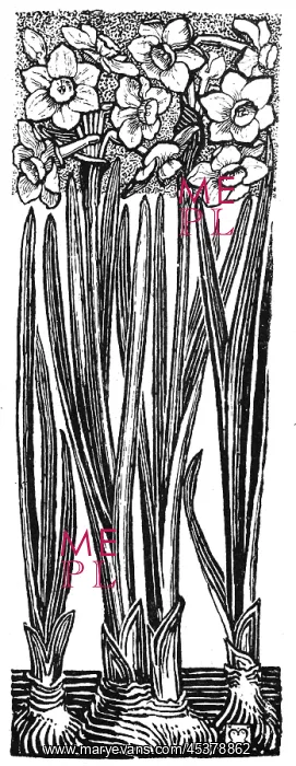 : Jonquil. Studies in plant form with suggestions for their application to design : Jonquil. Studies in plant form with suggestions for their application to design