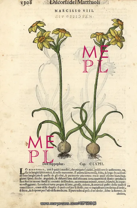 : Jonquil, Narcissus jonquilla : Jonquil, Narcissus jonquilla
