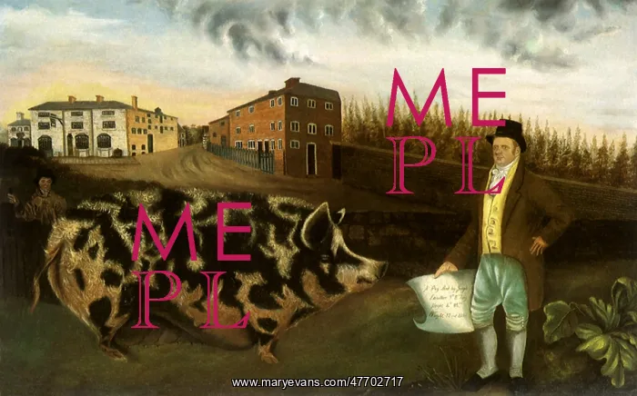  : Joseph Lawton's Midland Pig