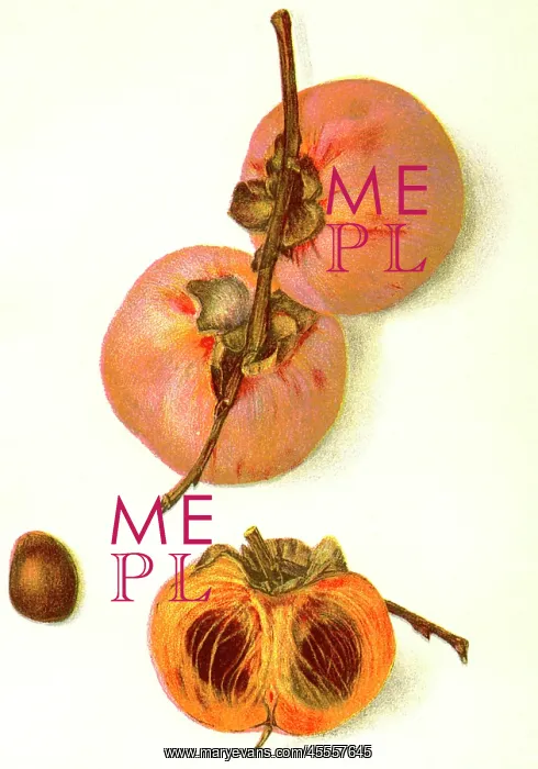 : Josephine Persimmon - fruit - food : Josephine Persimmon - fruit - food