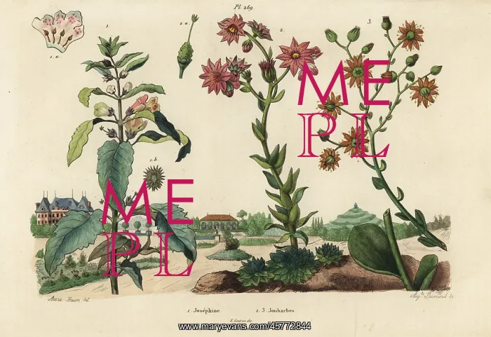 : Josephine plant and stonecrops : Josephine plant and stonecrops