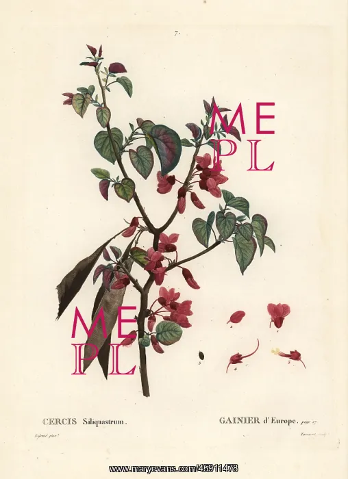 : Judas tree, Cercis siliquastrum : Judas tree, Cercis siliquastrum