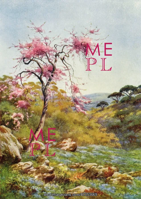 : JUDAS TREE IN FLOWER : JUDAS TREE IN FLOWER