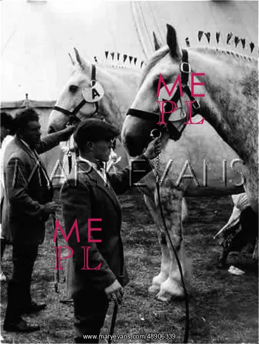 : JUDGING SHIRE HORSES : JUDGING SHIRE HORSES