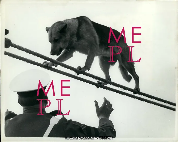 : Judy the Alsatian performs tightrope walk with egg in mouth : Judy the Alsatian performs tightrope walk with egg in mouth