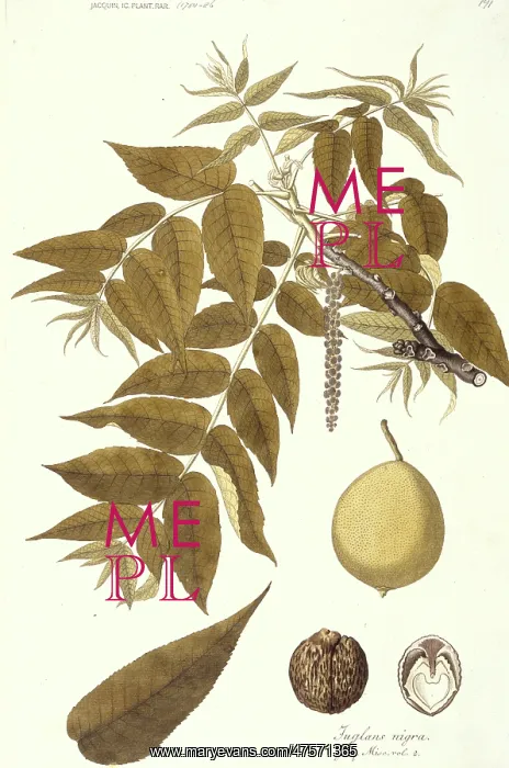 : Juglands nigra, black walnut : Juglands nigra, black walnut