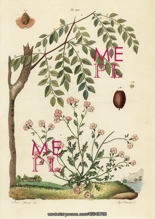 : Jujube and Virginia stock : Jujube and Virginia stock