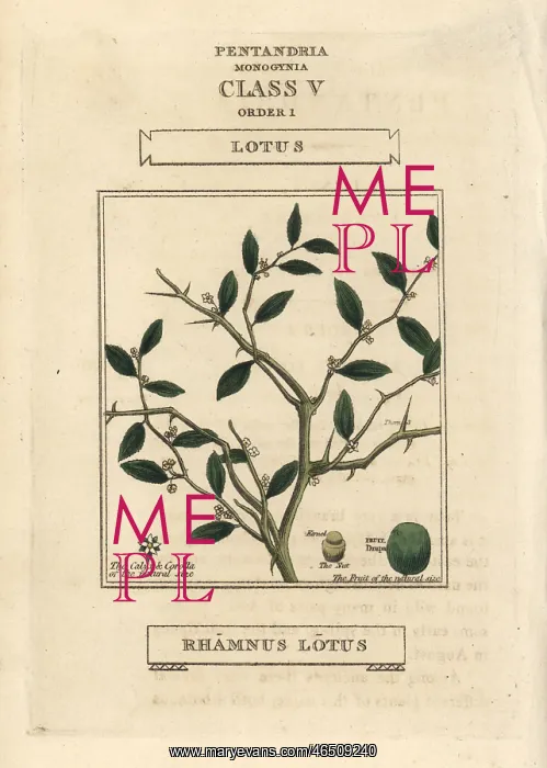 : Jujube, Ziziphus lotus : Jujube, Ziziphus lotus
