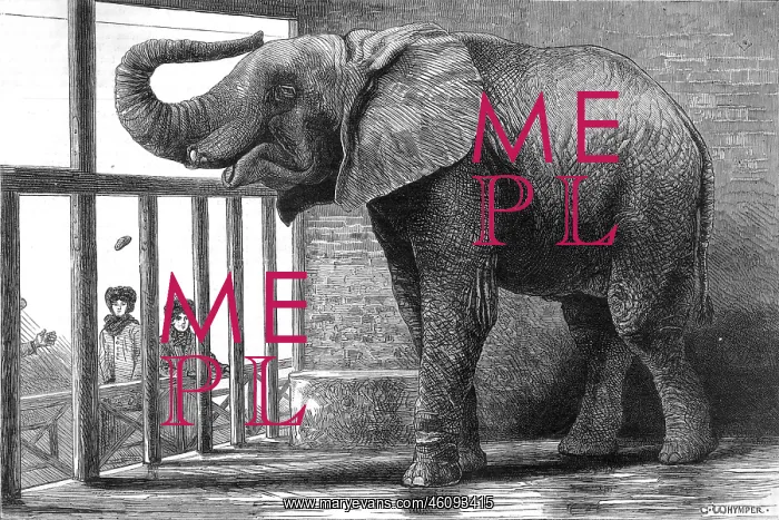 : Jumbo the elephant : Jumbo the elephant