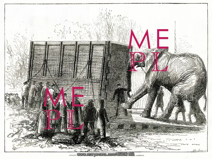 : Jumbo the elephant: his attempted removal 1882 : Jumbo the elephant: his attempted removal 1882