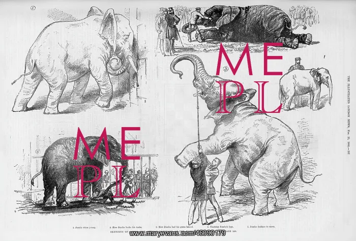 : Jumbo the elephant in his younger days : Jumbo the elephant in his younger days