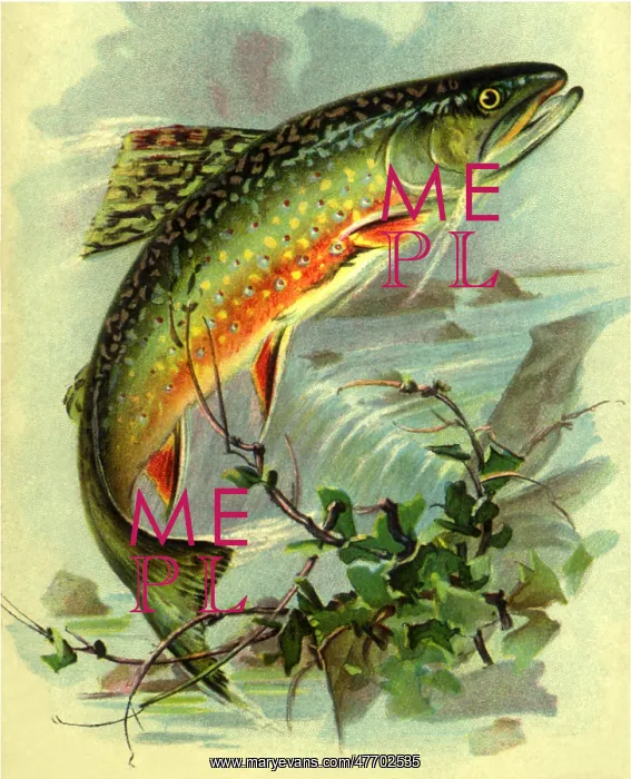  : Jumping Fish