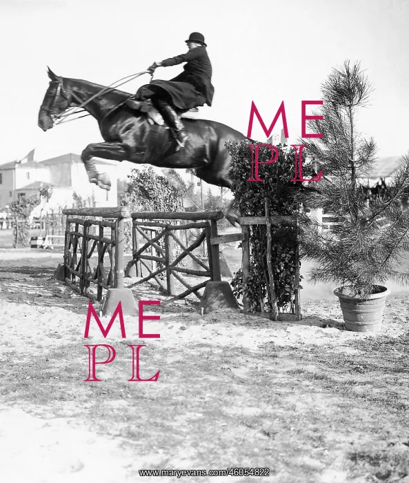 : Show jumping horse : Show jumping horse