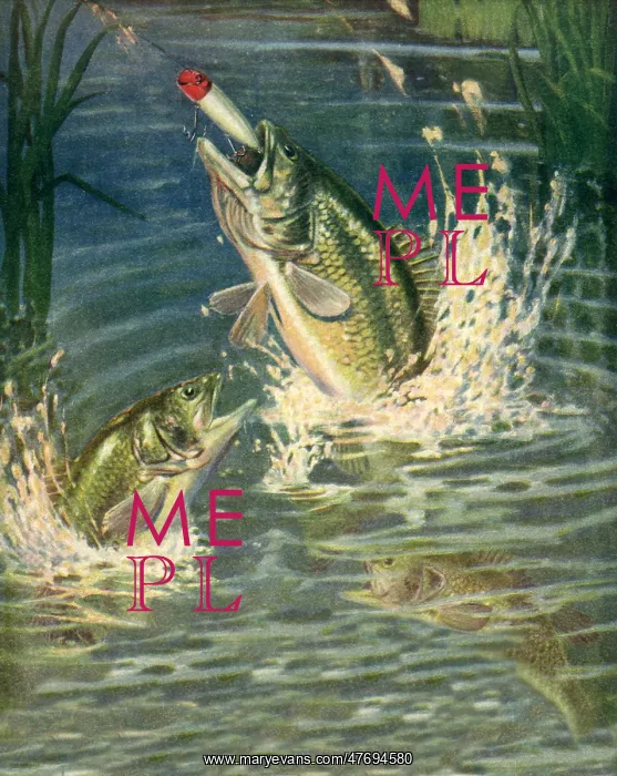  : Jumping for Lure