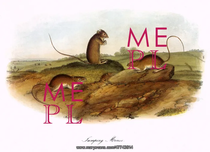 : Jumping Mice