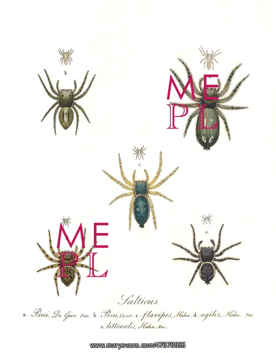 : Jumping Spiders : Jumping Spiders