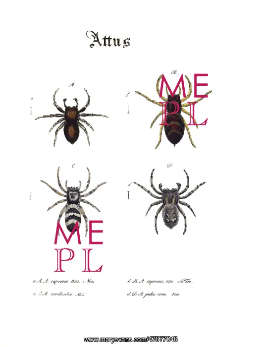 : Jumping Spiders : Jumping Spiders