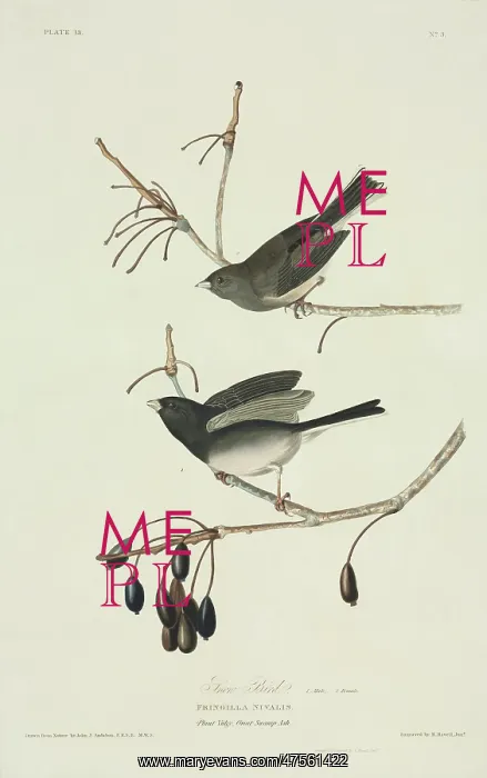 : Junco hyemalis, dark-eyed junco : Junco hyemalis, dark-eyed junco
