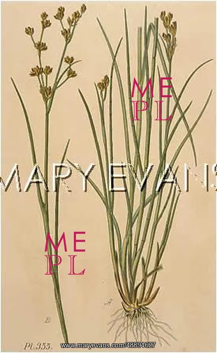  : JUNCUS LAMPROCARPUS