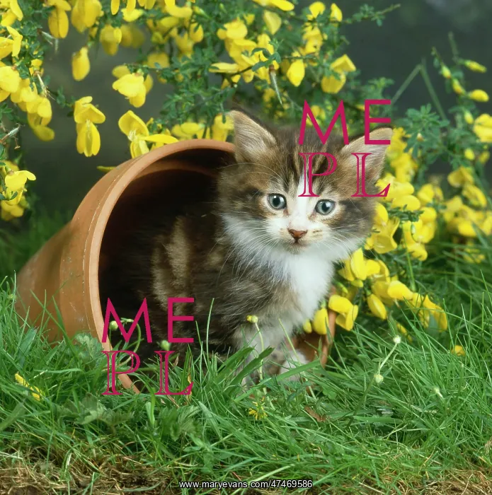  : June Kitten and Broom Flowers